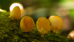 Cookeina tricholoma