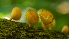 Cookeina tricholoma