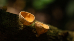 Cookeina tricholoma