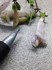 Penstemon laxiflorus