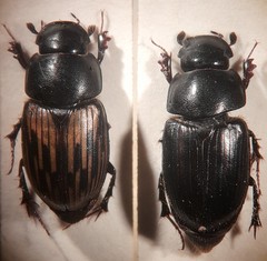 Acrossus luridus