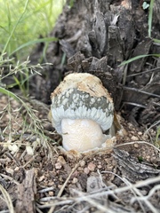 Itajahya galericulata