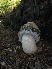 Itajahya galericulata