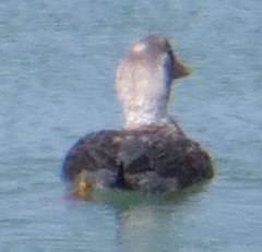 Tachyeres leucocephalus