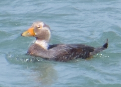 Tachyeres leucocephalus