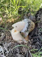 Itajahya galericulata