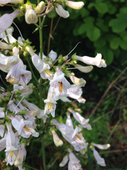 Penstemon laxiflorus
