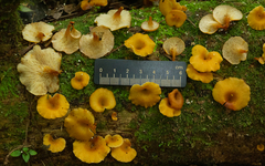 Xeromphalina