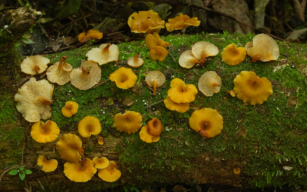 Panellus luteus