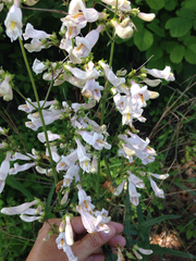 Penstemon laxiflorus