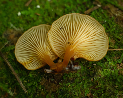 Xeromphalina