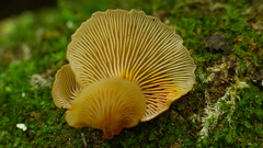 Xeromphalina