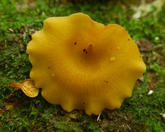 Xeromphalina