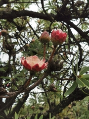 Protea caffra caffra
