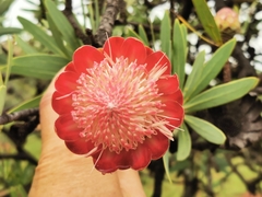 Protea caffra caffra