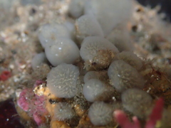 Polycitoridae