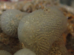 Polycitoridae