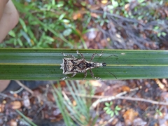 Agathinus tridens