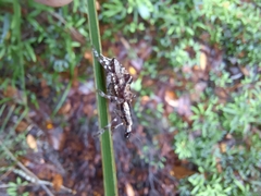 Agathinus tridens