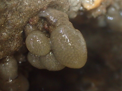 Polycitoridae