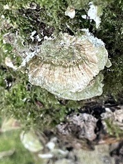 Trametes betulina