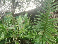 Polypodium macaronesicum azoricum