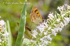 Lycaena enysii