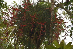 Tillandsia standleyi
