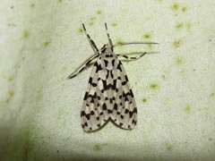 Eucereon tigrata