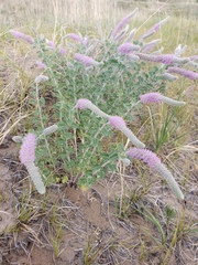 Dalea villosa villosa