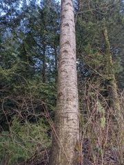 Sphyrapicus ruber