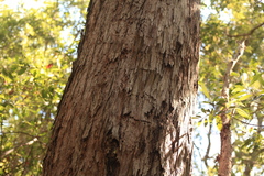 Eucalyptus resinifera