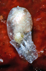 Haminoeidae
