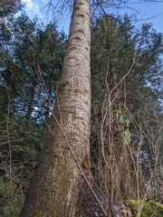 Sphyrapicus ruber
