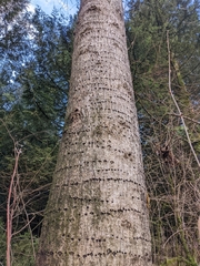Sphyrapicus ruber