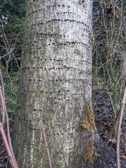 Sphyrapicus ruber