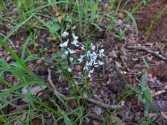 Disa aconitoides concinna