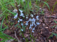Disa aconitoides concinna