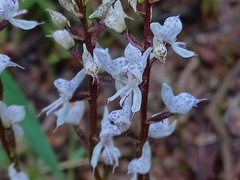 Disa aconitoides concinna