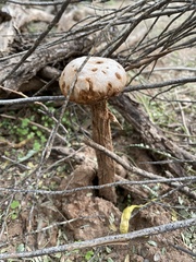 Battarreoides diguetii