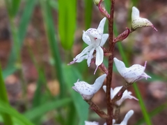 Disa aconitoides concinna