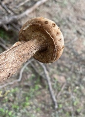 Battarreoides diguetii