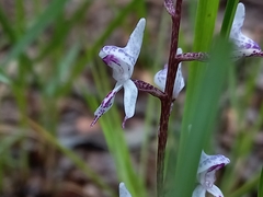 Disa aconitoides concinna