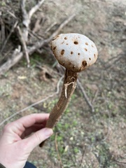 Battarreoides diguetii