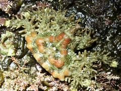 Phyllolithodes papillosus
