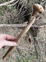 Battarreoides diguetii