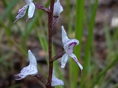 Disa aconitoides concinna