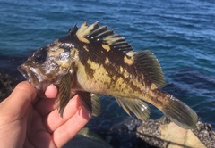 Sebastes chrysomelas