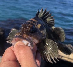 Sebastes chrysomelas