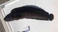 Crisscross Prickleback photo 4